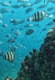 Reef fish